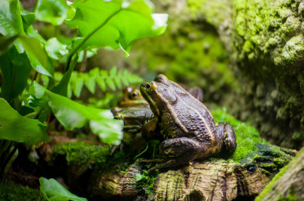 istock A frog sitting on the log surrounded by green leaves. 904348386