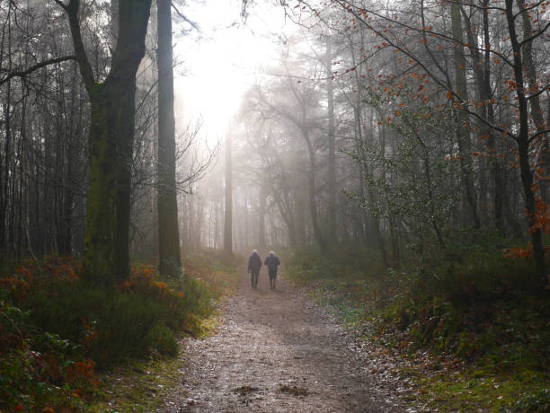 istock Magical pathway leading to the foggy forest. 904348494
