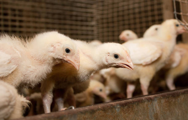 istock Chickens in a cage at the poultry farm 904348640