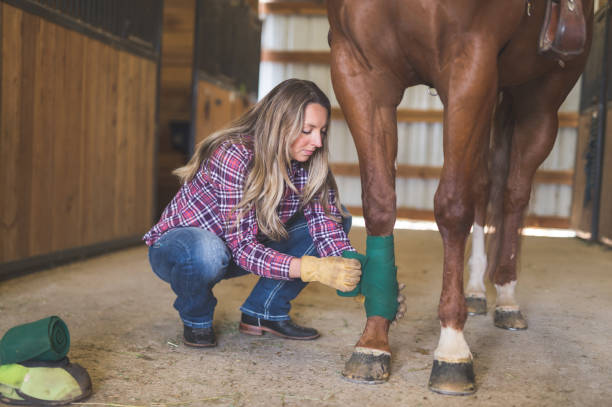 istock A Woman and Her Horse 904352010
