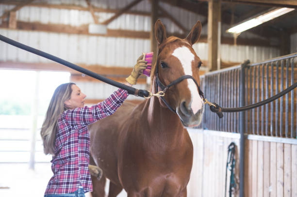 istock A Woman and Her Horse 904352020