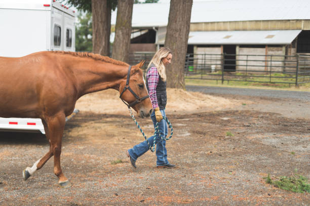 istock A Beautiful Horse on the Farm 904352024