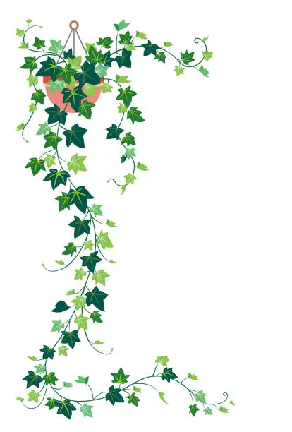 Vector illustration of ivy, isolated on the white background.