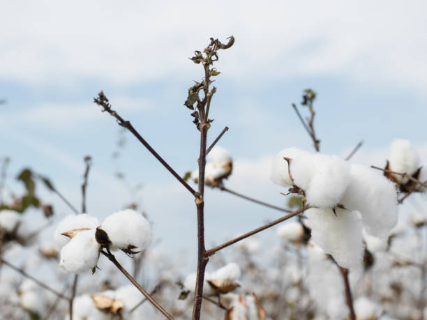 istock Cotton plant on clear blue sky 904355844