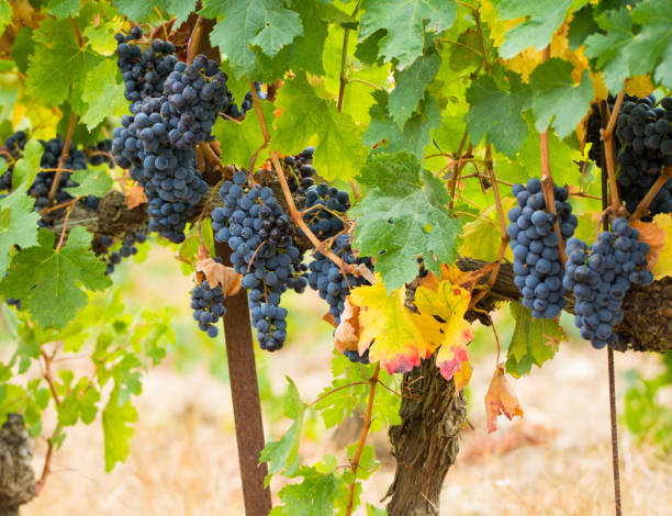 istock Ripe red wine grape ready to harvest 904362968