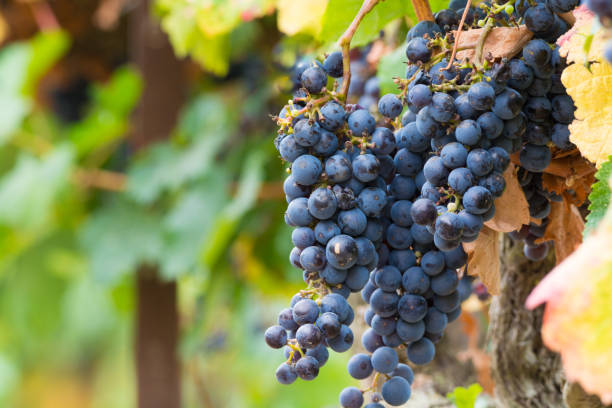 istock Ripe red wine grape ready to harvest 904362972