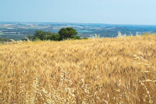 istock Yellow wheat grain ready for harvest growing in a farm field 904363060