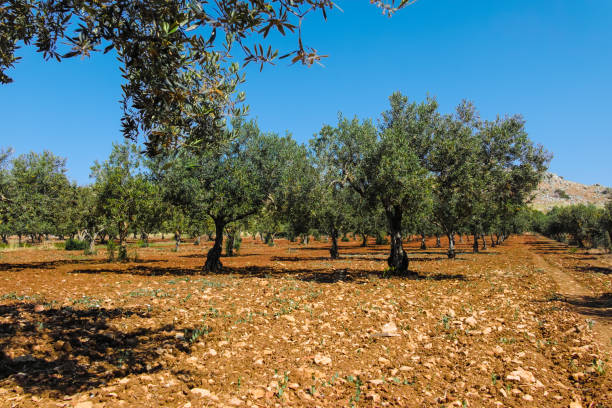 istock Big and old ancient olive tree in the olive garden in Mediterranean 904363146