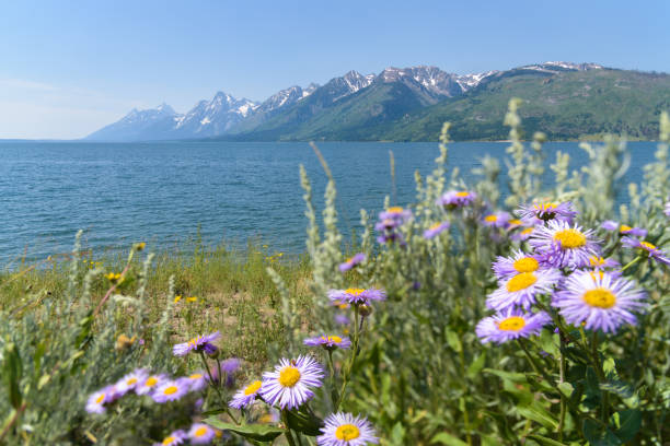 istock Maountains at Grand Teton National Park 904366520