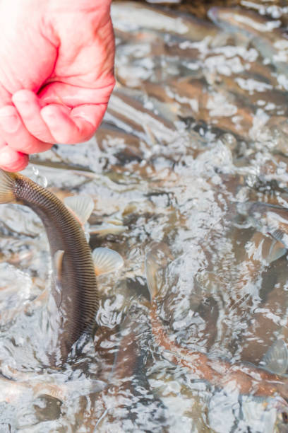 istock Pearl Mullet Fish at Van in Turkey 904371894