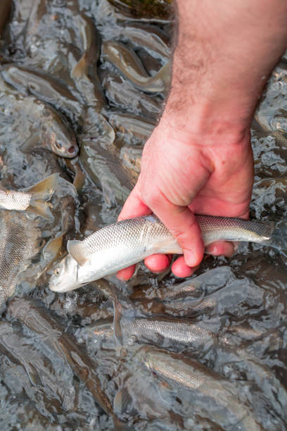 Pearl Mullet Fish at Van in Turkey