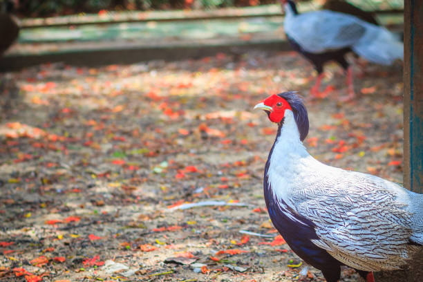 istock Young male of the Silver Pheasant (Lophura nycthemera) 904372838