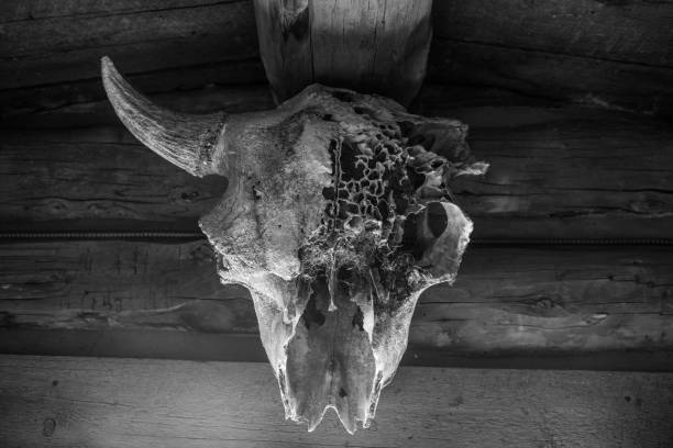 istock Buffalo Skull Hanging on the Wall 904377172