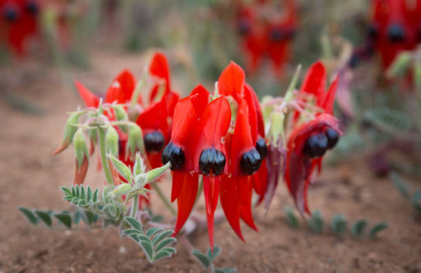 пустынные цветы sturt pea - australian culture flower indigenous culture plant стоковые фото и изображения