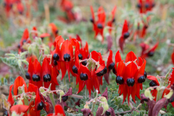 пустынные цветы sturt pea - australian culture flower indigenous culture plant стоковые фото и изображения