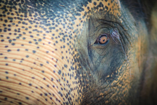 istock Close up head with sad eye of albino elephant chained. 904384236
