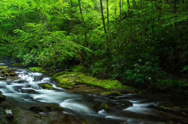 istock Natural Beauty Amongst the Smoky's 904386620