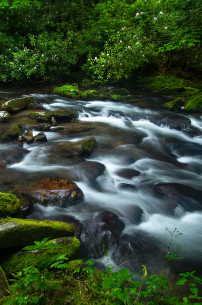 istock Natural Beauty Amongst the Smoky's 904386654