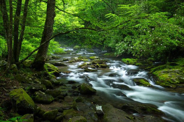 istock Natural Beauty Amongst the Smoky's 904386666