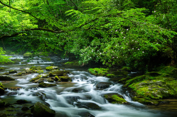 istock Natural Beauty Amongst the Smoky's 904386718