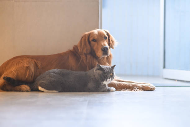 istock The Golden retriever and the kitten 904389968