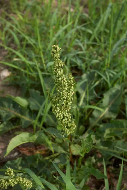 Rumex crispus fruits