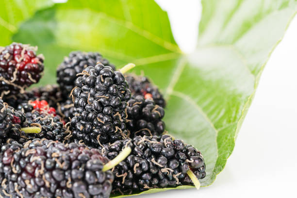 istock Close up mulberry fruit with green leaf 904390472
