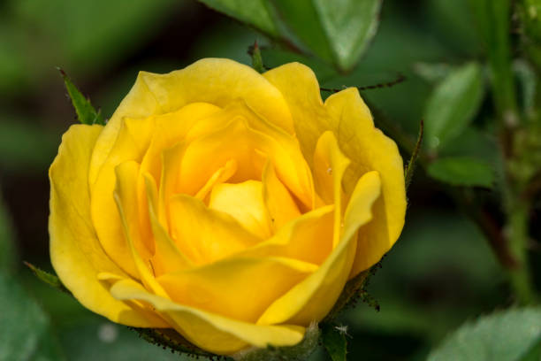 istock Yellow flower Bud close up - Yellow Flower Bud macro 904390752