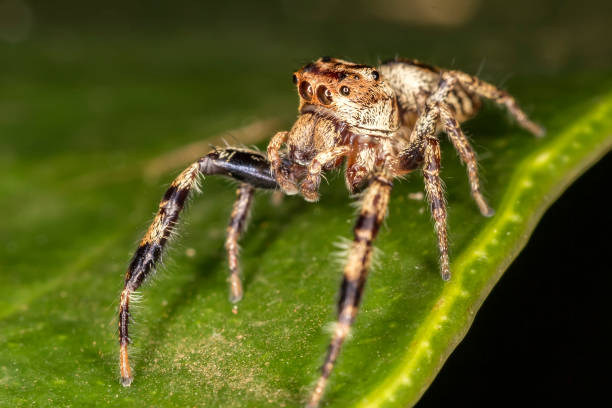 istock Jumping Spider on leaf extreme close up - Macro photo of jumping Spider on leaf 904390802