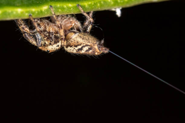 istock Jumping Spider on leaf extreme close up - Macro photo of jumping Spider on leaf 904390914