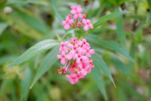 istock Pink Panama rose flower 904393252