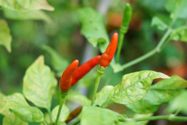 istock chili tree in vegetable garden 904393284