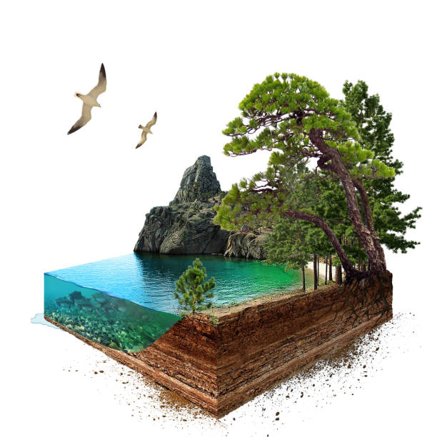 Lake. 3d isometric Lake. 3d isometric seagull photos stock pictures, royalty-free photos & images