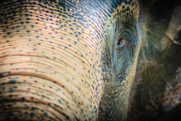a thai elephant at the  Market in the city of Surin in Isan in Northeast Thailand.  Thailand, Isan, Surin, November, 2017