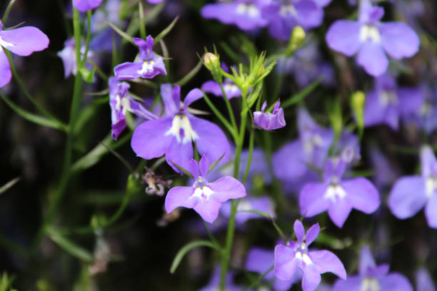 istock wild flowers in alaska 904393898