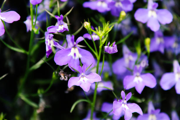 istock wild flowers in alaska 904393906