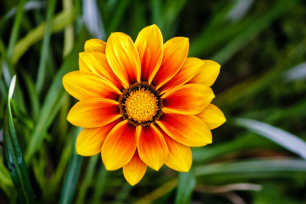 Yellow flower Gazania in closeup