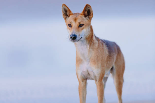 Dingo on the beach stock photo