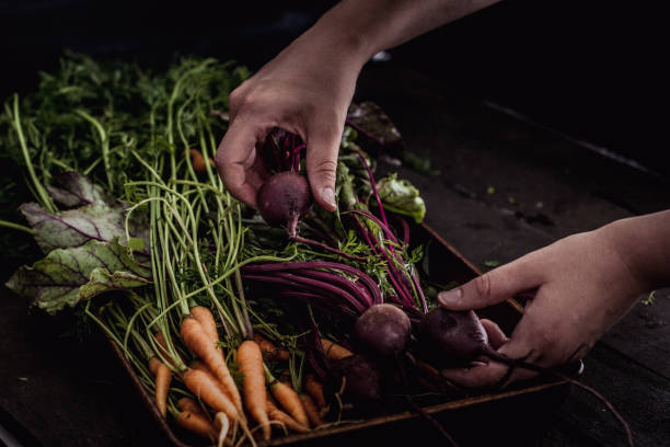 Carrot and beet harvest