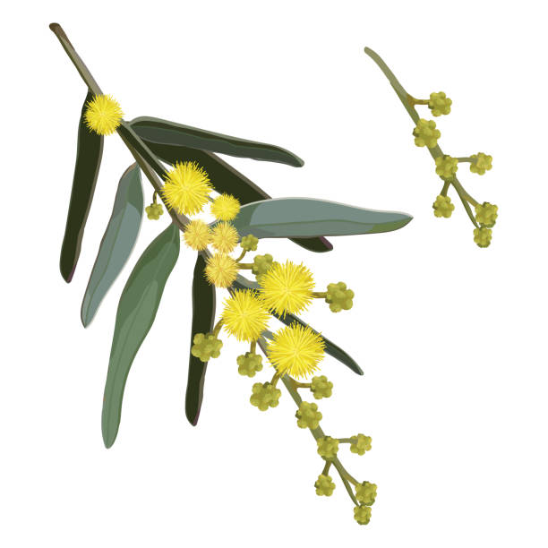Yellow Wattle Flowers Natural Yellow and Golden Flowering Wattle flowers Vector australia stock illustrations
