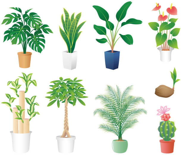 ilustraciones, imágenes clip art, dibujos animados e iconos de stock de plantas de interior, aisladas sobre fondo blanco. - cactus green environment nature