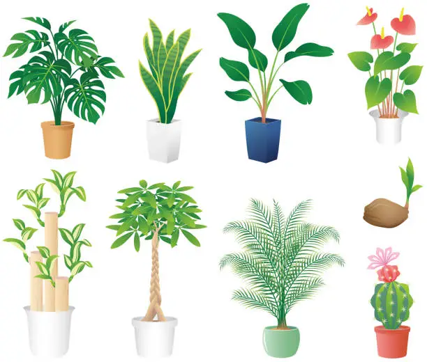 Vector illustration of houseplants, isolated on the white background.