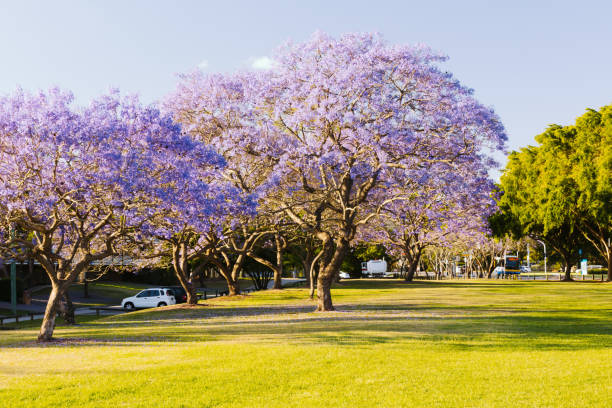 Flowering Jacaranda Trees stock photo