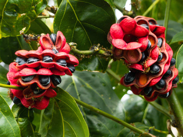 istock Scarlet Bean tree(Archidendron lucyi) seed pod with seeds exposed. 904414100