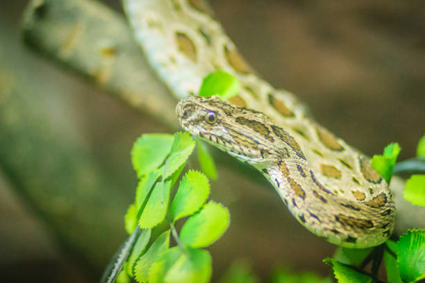 Daboia siamensis snake, a venomous viper species that is endemic to parts of Southeast Asia, southern China and Taiwan. Common named Eastern Russell's viper, Siamese Russell's viper. Daboia siamensis snake, a venomous viper species that is endemic to parts of Southeast Asia, southern China and Taiwan. Common named Eastern Russell's viper, Siamese Russell's viper. siamensis stock pictures, royalty-free photos & images