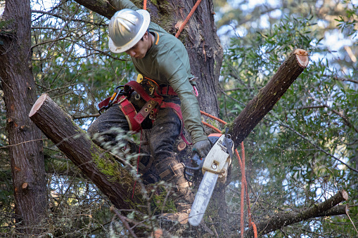 Man cutting branches on tree in the process of removing entire tree.