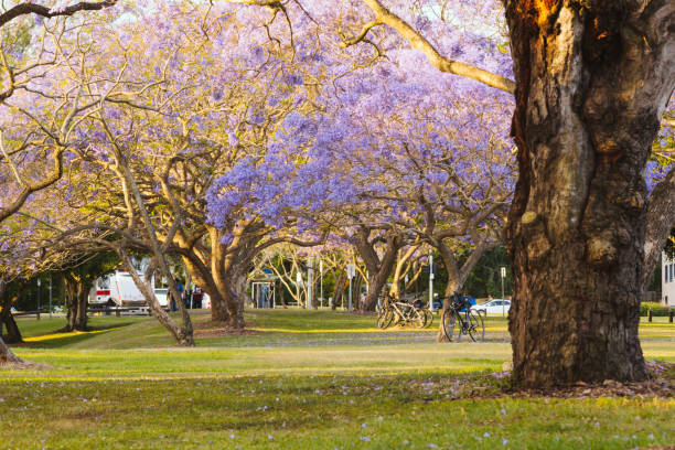 Flowering Jacaranda Trees stock photo