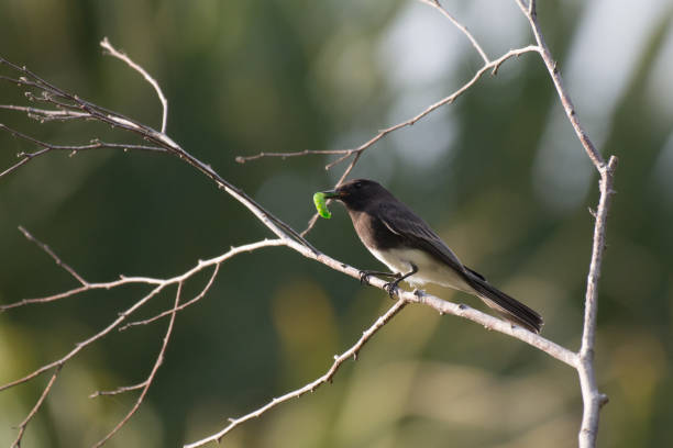 Black Phoebe Bird Perched on Tree Branch Eating/Feeding on Green Caterpillar