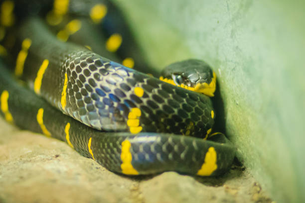 Scary Boiga dendrophila, commonly called the mangrove snake or gold-ringed cat snake, is a species of rear-fanged colubrid from southeast Asia. Scary Boiga dendrophila, commonly called the mangrove snake or gold-ringed cat snake, is a species of rear-fanged colubrid from southeast Asia. fanged stock pictures, royalty-free photos & images