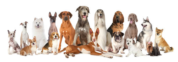gruppe von verschiedenen arten von reinrassigen hunden - dog group of animals variation in a row stock-fotos und bilder